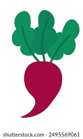 Beetroot element on white background. Summer vegetable. Vector flat illustration.