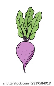 Beetroot with foliage icon, doodle single, vector vegetable on a white background.