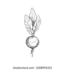 Beetroot food ingredient isolated sketch. Vector vegetable, whole monochrome beet root