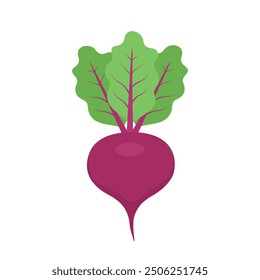 Beetroot. Fresh beet with green leaves vector illustration.