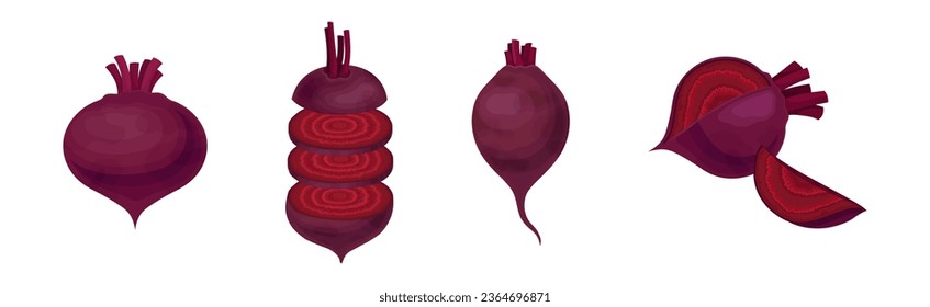 Juego de vectores de remolacha o de jardín