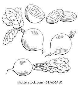 Beetroot graphic vegetable black white isolated sketch illustration vector