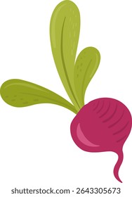 Beetroot with green leaves. Fresh root vegetable, farming, organic food, and healthy. Simple design.