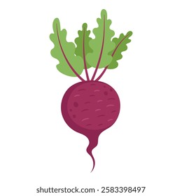Beetroot with Green Leaves Hand Drawn on White Background