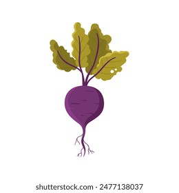 Beetroot with green leaves on stems, ripe tuber and roots vector illustration