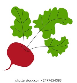 Beetroot with green leaves on a white background. Vector illustration in flat style.