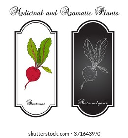 Beetroot with green leaves.  Vector illustration.
