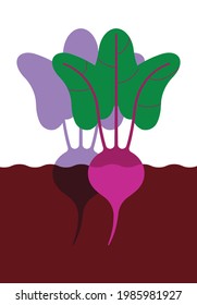 Rüben im Boden. Geringfügige Rote Rüben mit Blättern. Minimalistische Rübe, Seitenansicht. Abstraktes geometrisches Gemüse auf weißem Hintergrund. Modernes minimalistisches Template-Design mit Farbverlauf.