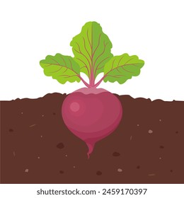 Beetroot growing in soil. Vector cartoon flat illustration of garden root vegetable.