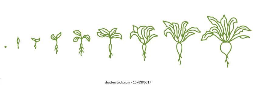 Beetroot, growth stages. Animation of the development process. Set of Beet agriculture. Hand drawn sketch.