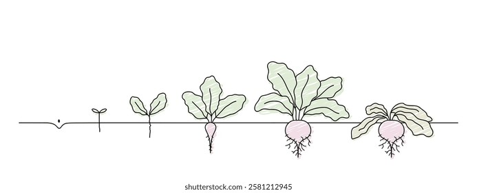 beetroot growth stages, growing chard line art, life cycle of beet root plant, black line vector illustration