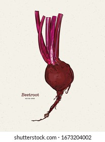 beetroot, hand draw sketch vector.