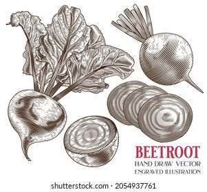 Beetroot Hand Draw Vector, Engraving illustration, Vegetables, Retro vintage, Healthy Food, Isolated on white background 