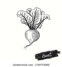 Beetroot Hand draw vector illustrator sketch. Old ink style. Farm market product for label, poster, icon. Black and white image of vegetables. Retro sketches isolated.