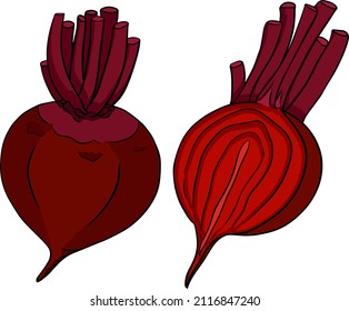 Beetroot, hand drawn colored vector illustration. Red beetroot whole, cut, slice.