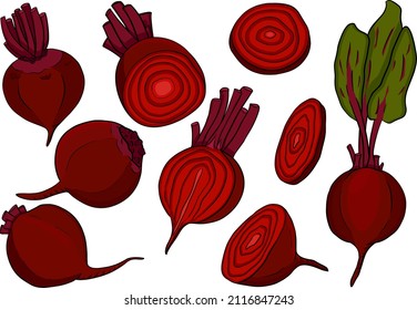 Beetroot, hand drawn colored vector illustration. Red beetroot whole, cut, slice.