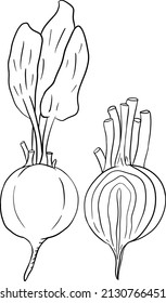 remolacha, páginas de coloreo dibujadas a mano, ilustración vectorial. remolacha roja entera, cortada, rebanada.
