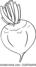 Beetroot, hand drawn coloring pages, vector illustration. Red beetroot whole, cut, slice.