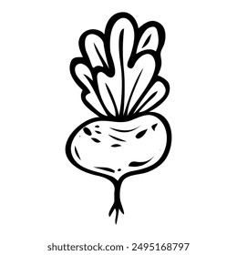 Beetroot hand drawn in doodle style. Ripe fruit vegetable. Vegetarian healthy food. Root plant. Natural economy. Farm product. Vector line art illustration.