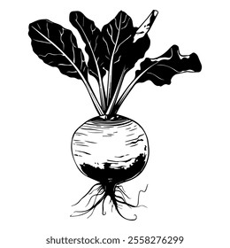 Beetroot hand drawn in doodle style. Ripe fruit vegetable. Vegetarian healthy food. Root plant. Natural economy. Farm product. Vector line art illustration.