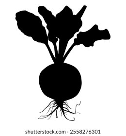 Beetroot hand drawn in doodle style. Ripe fruit vegetable. Vegetarian healthy food. Root plant. Natural economy. Farm product. Vector line art illustration.