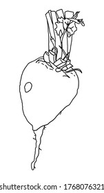 Beetroot hand drawn vector set. Vegetable stock illustration. Isolated Beetroot. Detailed vegetarian food drawing. Farm market product. Printing on paper, fabrics, dishes, posters, mugs.