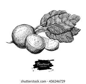 Beetroot Hand Drawn Vector. Vegetable Engraved Style Illustration. Isolated Beetroot And Sliced Pieces. Detailed Vegetarian Food Drawing. Farm Market Product.