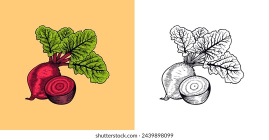 Beetroot Hand Drawn Vintage Engraving Vector illustration