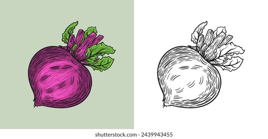 Beetroot Hand Drawn Vintage Engraving Vector illustration	