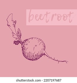 Beetroot. Hand-drawn sketch. Engraved art. Vector illustration. Design for groceries, markets, packaging, recipes, menu design.