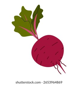 Beterraba. Colheita festival e hortifrutícolas. Produto sazonal do mercado agrícola. Alimentos nutricionais orgânicos e saudáveis. Feira agrícola. Aproveitar. Colheitas de outono. Beterraba vermelha isolada sobre um fundo branco.