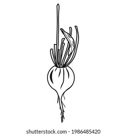 Beetroot icon. Creative illustration. Black sketch. Idea for decors, logo, patterns, papers, covers, gifts, damask, summer and autumn holidays, organic food themes. Isolated vector art.