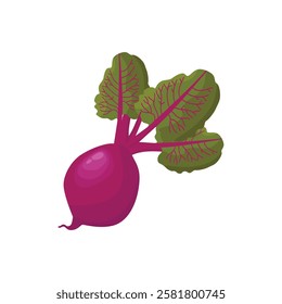 beetroot illustration isolated on white