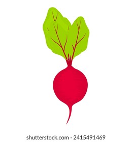 Beetroot illustration on white background. Red beet with green leaves.