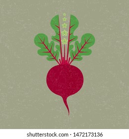 Beetroot illustration. Red beetroot, leaves and flowers on shabby background. Ripe vegetables.