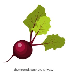 beetroot illustration vector isolated on white background.