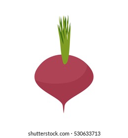 Beetroot isolated. Maroon vegetables on white background. Vegetarian food
