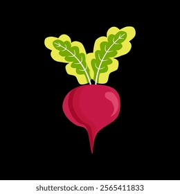 Beetroot isolated on black background.