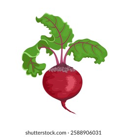 Beetroot isolated on white background.  Vector cartoon flat illustration of fresh root vegetable