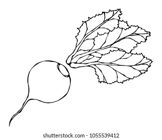 Beetroot with Leaves, Beet With Separated Top. Fresh Vegetable Salad. Hand Drawn Vector Illustration. Savoyar Doodle Style.