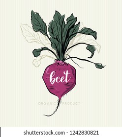 Beetroot With Leaves color, Vintage retro woodcut radish or beets, beet vegetable  illustration.For design package