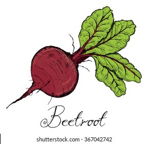 Beetroot With Leaves color, Vintage retro woodcut radish or beets, beet vegetable cartoon illustration..Beets, Beet, Beetroots