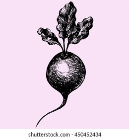 Beetroot With Leaves doodle style sketch illustration hand drawn vector