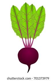 Beetroot with leaves, fresh whole beet isolated on white background.