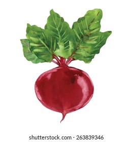 Beetroot with leaves Hand drawn watercolor painting, vector illustration