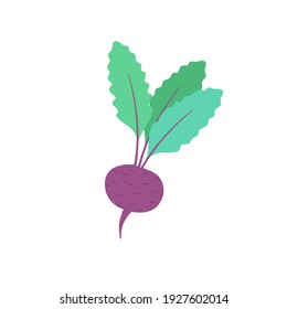 Beetroot with leaves isolated on white. Vegetable Ingredient for food. Simple vector illustration in hand-drawn style.