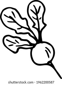 Beetroot with leaves isolated on a white background. Hand-drawn black and white vector illustration. Healthy and healthy food.