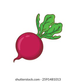 Beetroot with leaves isolated on white background. Vector illustration.