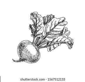 Beetroot with leaves in line art style.