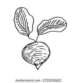 Beetroot with leaves sketch isolated
